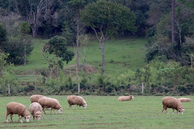 DERAL - Boletim agropecuário aborda a ovinocultura paranaense